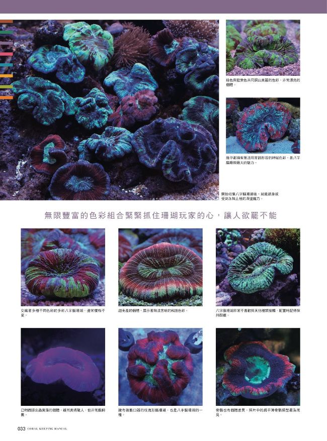 給新手的珊瑚飼育指南 Pchome 24h書店 給新手的珊瑚飼育指南 Pchome 24h書店